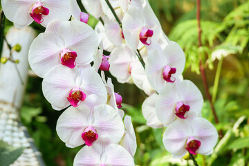 Beautiful Phalaenopsis Orchid flower blooming in garden floral background