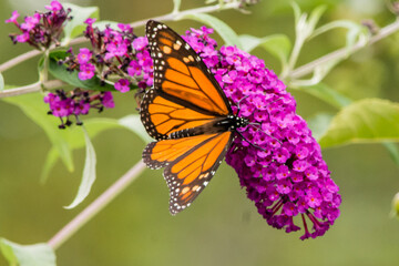 Monarch butterfly on purple butterfly bush