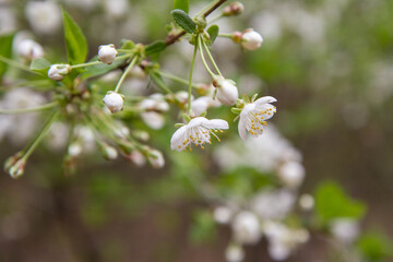 Cherry tree blooming in spring