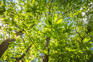 The Sweet chestnut (Castanea sativa) tree seen upwards