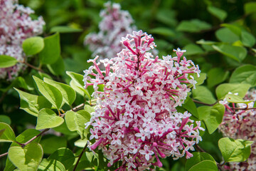 Lilac tree blooming in a garden