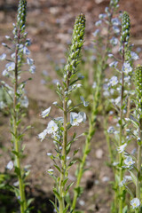 The Gentian speedwell (Veronica gentianoides) plant blooming