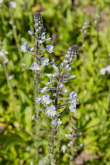 The Gentian speedwell (Veronica gentianoides) plant blooming