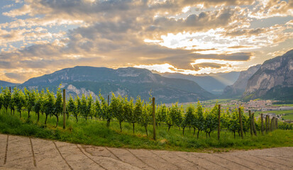 Landscape of the vineyards of the Trentino Alto Adige - South Tyrol in northern Italy. South...
