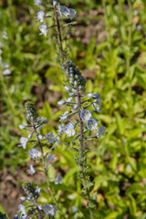 The Gentian speedwell (Veronica gentianoides) plant blooming