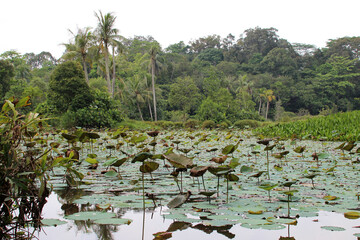 pulau ubin (singapore)