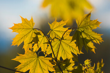Yellow maple leaves, lighting, shines through, autumn, nature, plant, trees, branch, park, forest
