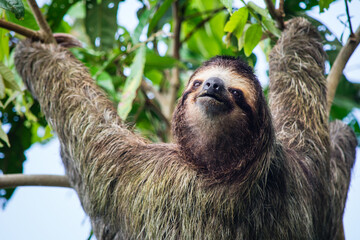 Sloth in tree in Costa Rica