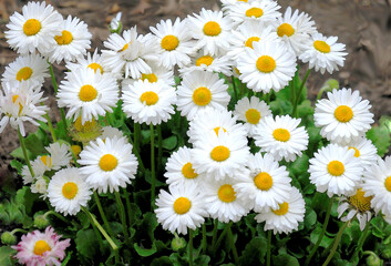 Fototapeta premium decorative daisy flowers on a flowerbed in a spring garden