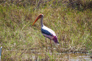 Painted stork fishing in a swamp