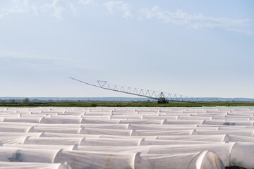 Agricultural field of potato covered with greenhouses