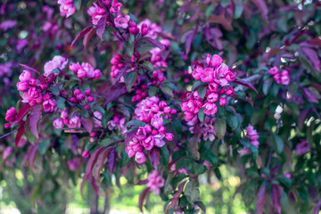 Fototapeta premium Decorative apple tree branches with blooming red flowers