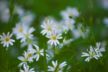 Cerastium arvense, flowering plant, field mouse-ear, field chickweed, white small flowers, growing wild in the forest