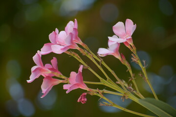 Nerium oleander - It is a shrub or small tree in the dogbane family Apocynaceae, toxic in all its...