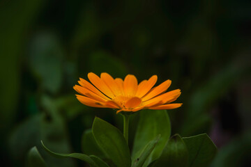 Intensely yellow and orange marigold, flower on dark green background, garden, macro, closeup, nature, beauty