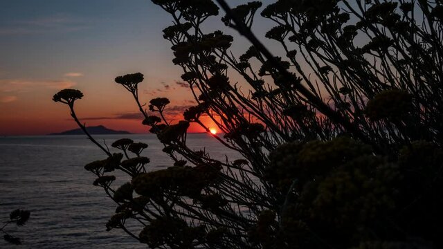 time lapse sunset over Ischia and Procida seen from Sorrento coast with flowers in the foreground. Naples, Campania, Italy