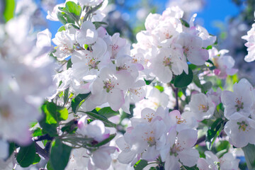 Blooming apple tree branches with white gentle flowers