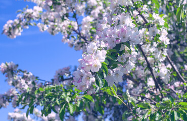 Blooming apple tree branches with white gentle flowers