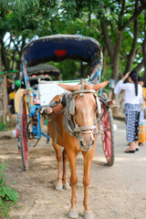 Horse carriage for tourists traveling in Ava (Inwa) near Mandalay in Myanmar (Burma). Landmark and popular for tourists attractions. Southeast Asia travel concepts