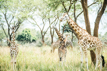 Multiple Giraffes in Uganda