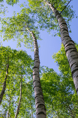 Fototapeta premium View from bottom to birch trees with fresh spring foliage on blue sky background