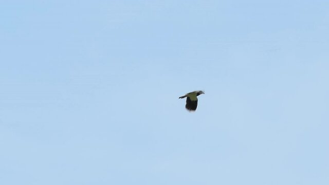 Bird flying against blue sky. Bird Soaring in Air. Slow motion. Close up.