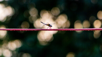 clothes peg on a clothesline
