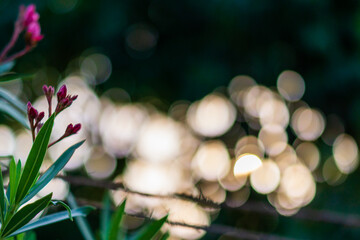 spring flowers in the garden, bokeh effect
