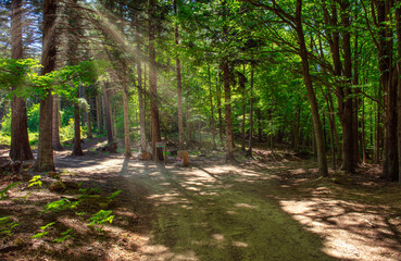 light inlets in the forest