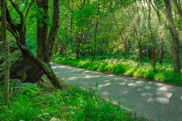 Road in the forest
