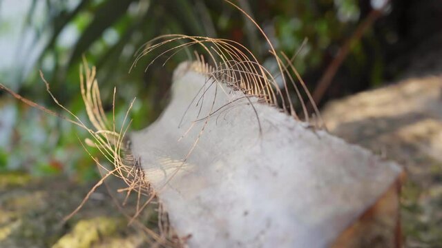 Close-up of a palm leave midrib.