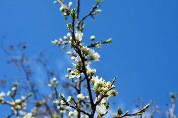Blooming tree against the blue sky