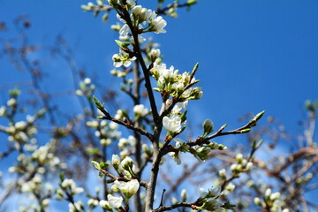 Blooming tree against the blue sky