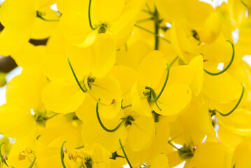Golden shower, indian laburnum, cassia fistula, Yellow flowers blooming as a background. - obrazy, fototapety, plakaty