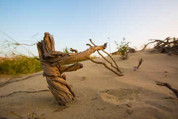 A dried-out dead thorn tree that once grew in the desert sand