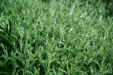 Defocused chamomile leaves background. Close up. Summer