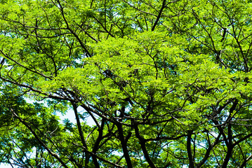 Fototapeta premium Green trees in the park as a background