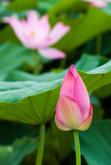 Beautiful lotus flower in the garden