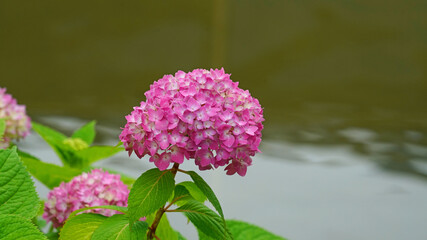 hydrangeas that have begun to blossom on the waterside of the park. It is pink,purple and blue.