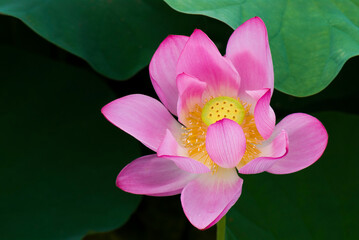 Close-up lotus flower in the garden with blurred background 