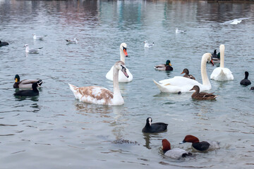 Obraz premium Large amounts of ducks and swans.