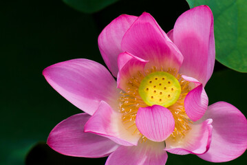 Close-up of the lotus flower in the garden with blurred background 