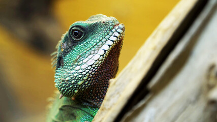 Pogona vitticeps, the central or inland bearded dragon - close up