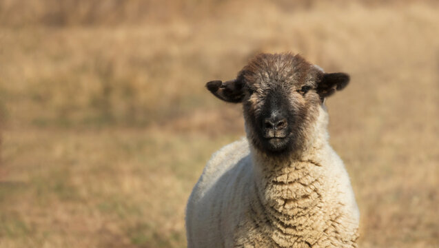 Primer plano de oveja de cara negra mirando hacia la c&aacute;mara en el campo