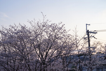 夕焼け空と満開の桜
