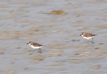 Lesser sand plovers running on the beach sand, a panning effect