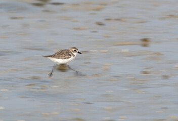 A Lesser sand plover running, a motion blur effect