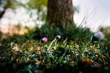 Young clovers blooming in the wild on a glade in forest in sunset or sunrise