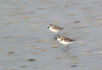 Lesser sand plovers running, a panning effect