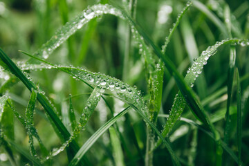Fresh green grass with dew drops close up. Water driops on the fresh grass after rain. Light morning dew on the green leafs.